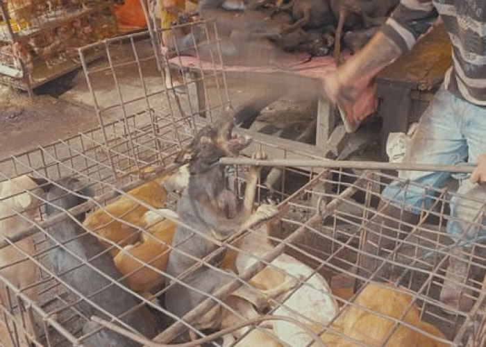 精选美食:香辣虾皮、双笋虾仁、瘦肉焖子、糖醋脆皮炸鸡的做法“英亚官网”(图3) 英亚官方网站